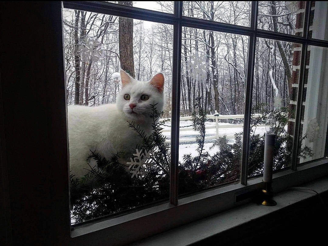 Ivory joined the competition — help win amazing prizes! branch, carnivore, cat, domestic_short_haired_cat, felidae, fixture, freezing, fur, glass, metal, plant, small_to_medium_sized_cats, snow, tail, tree, twig, whiskers, window, winter, wood