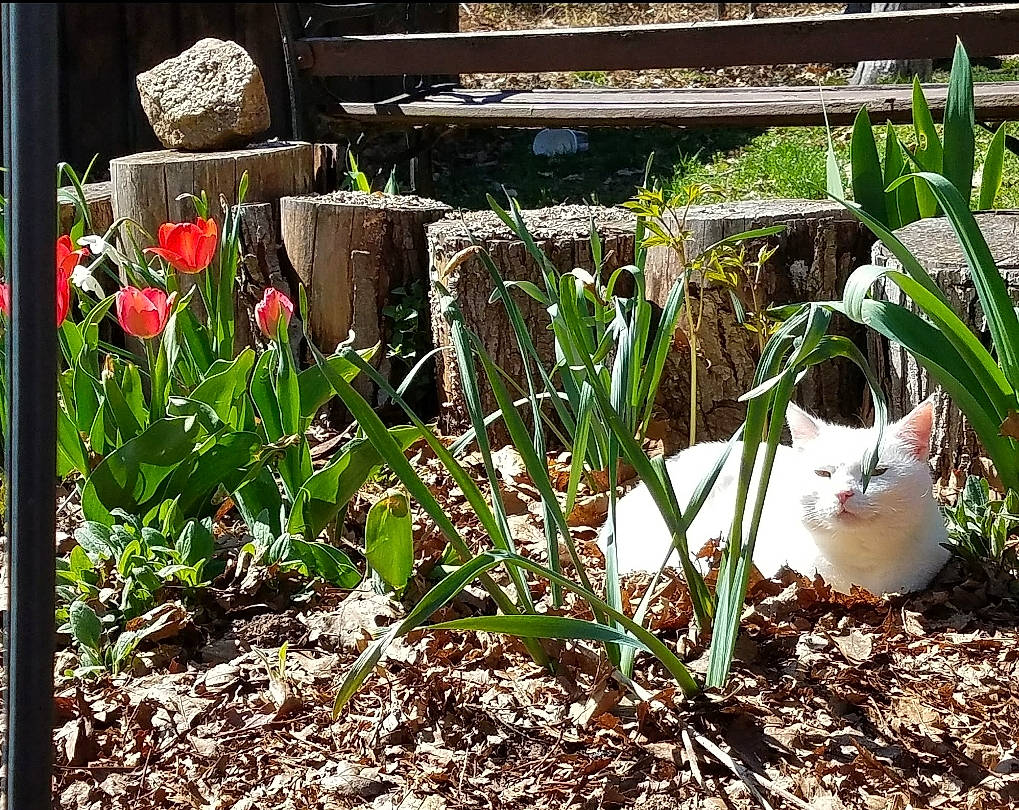 Ivory joined the competition — help win amazing prizes! annual_plant, carnivore, cat, felidae, flower, flowering_plant, garden, grass, grass_family, groundcover, herbaceous_plant, landscape, petal, plant, shrub, small_to_medium_sized_cats, soil, vegetation, whiskers, wood