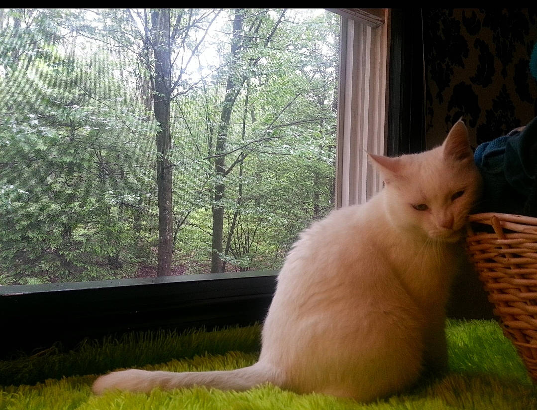 Ivory is registered to the contest to win money with this photo: balinese, basket, carnivore, cat, curtain, domestic_short_haired_cat, fawn, felidae, fur, grass, paw, picnic_basket, plant, small_to_medium_sized_cats, snout, tail, tree, whiskers, window, wood