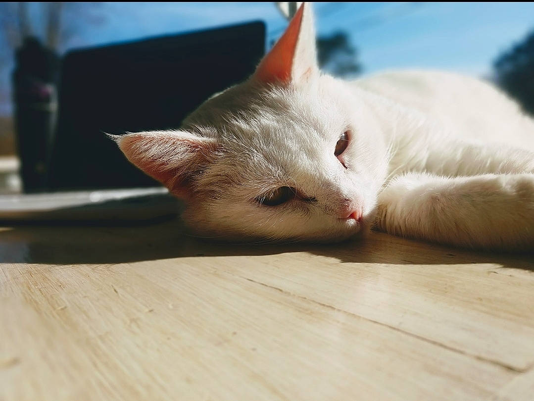 Ivory is registered to the contest to win money with this photo: carnivore, cat, claw, comfort, domestic_short_haired_cat, eye, fawn, felidae, flooring, fur, gesture, hardwood, paw, small_to_medium_sized_cats, snout, tail, whiskers, wood, wood_stain