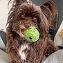 animal, brown_fur, canine, companion, couch, cute, dog, domestic_animal, ears, fur, furniture, green_ball, happy, indoor, living_room, long_hair, pet_toy, playful, portrait, snout