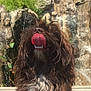 Noe participe au concours pour gagner de l'argent avec cette photo : bolonka, briard, canidae, cao_da_serra_de_aires, carnivore, catalan_sheepdog, dog, dog_breed, liver, schapendoes, sporting_group, terrier, wirehaired_pointing_griffon