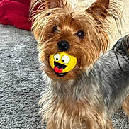 Izzy is registered to the contest to win money with this photo: animal, carpet, closeup, cute, dog, ears, emoji_ball, expression, fur, furniture, home, indoor, looking, mouth, pet, playful, small_dog, standing, toy, yorkshire_terrier