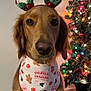 dog, golden_retriever, reindeer_ears, bandana, christmas_tree, holiday_decorations, festive, indoor, pet, portrait, animal, christmas_lights, holiday_season, decor, festive_outfit, canine, brown_fur, celebration, cute, christmas