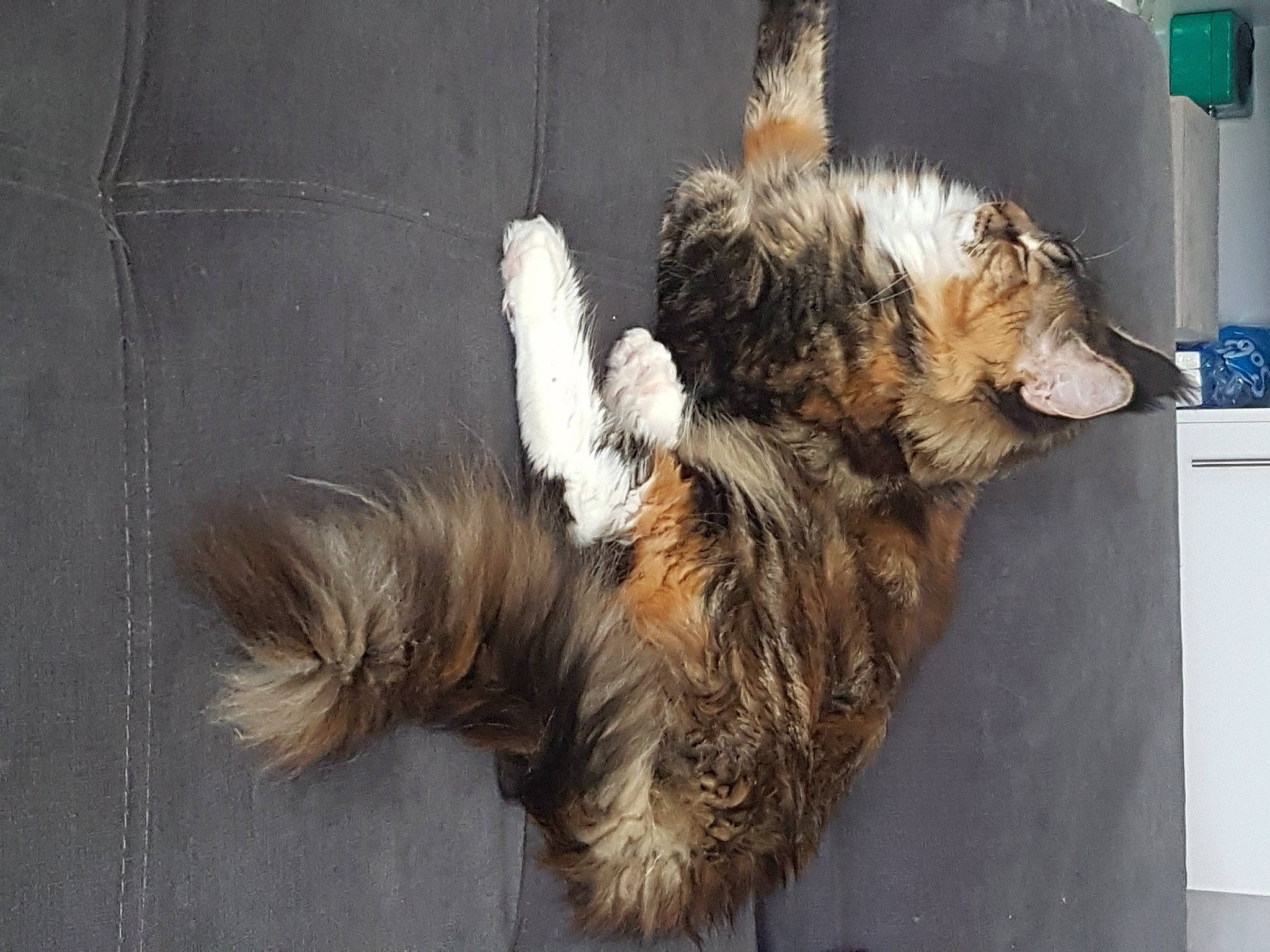 Cherazade a rejoint le concours — aidez-le/la à gagner de superbes lots ! australian_silky_terrier, cairn_terrier, canidae, carnivore, cat, companion_dog, dog, dog_breed, fur, glen_of_imaal_terrier, norwich_terrier, tail, terrier