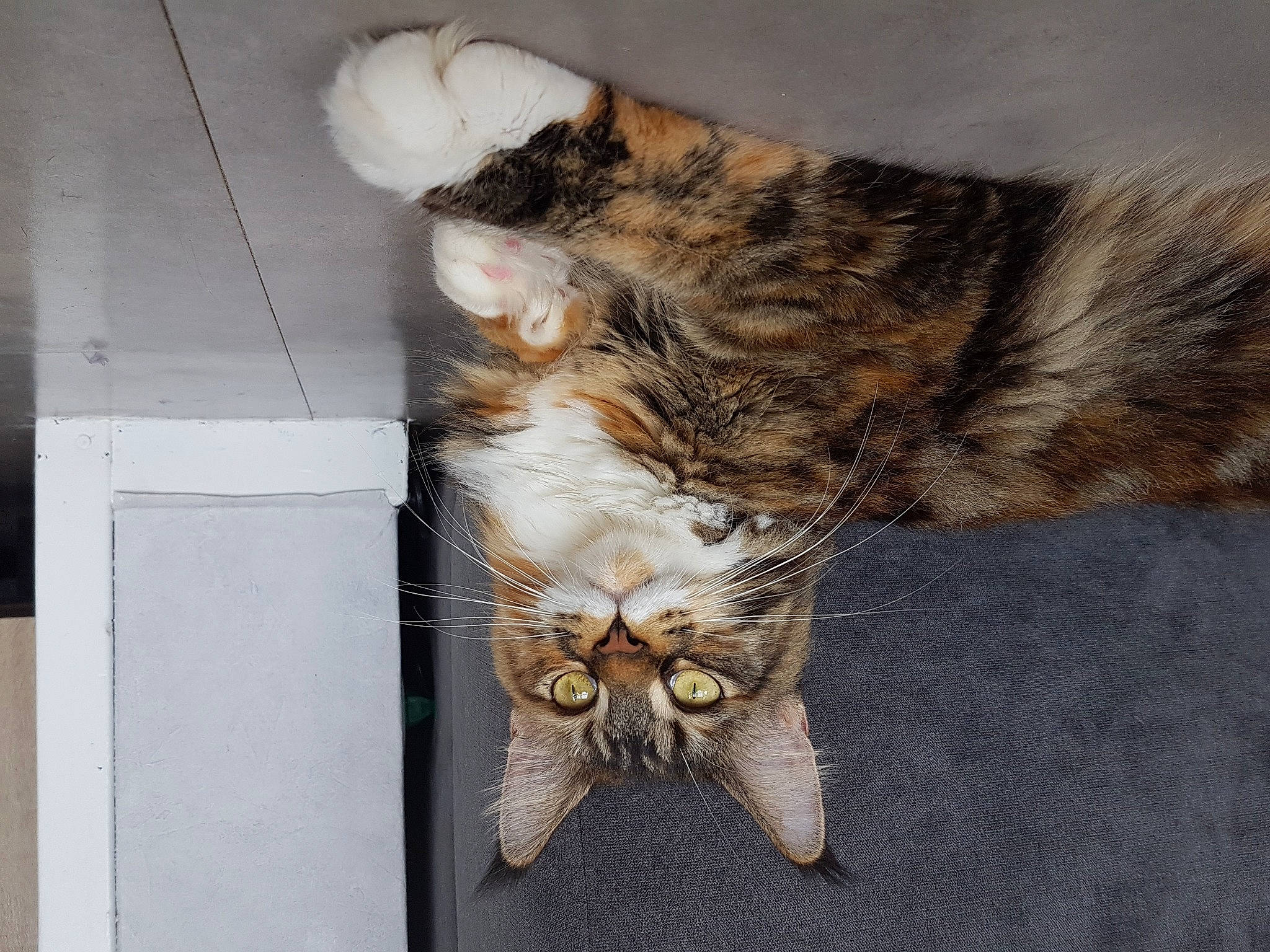 Cherazade a rejoint le concours — aidez-le/la à gagner de superbes lots ! aegean_cat, carnivore, cat, claw, domestic_short_haired_cat, dragon_li, european_shorthair, felidae, fur, kitten, maine_coon, norwegian_forest_cat, paw, pixie_bob, polydactyl_cat, small_to_medium_sized_cats, tabby_cat, tail, textile, whiskers