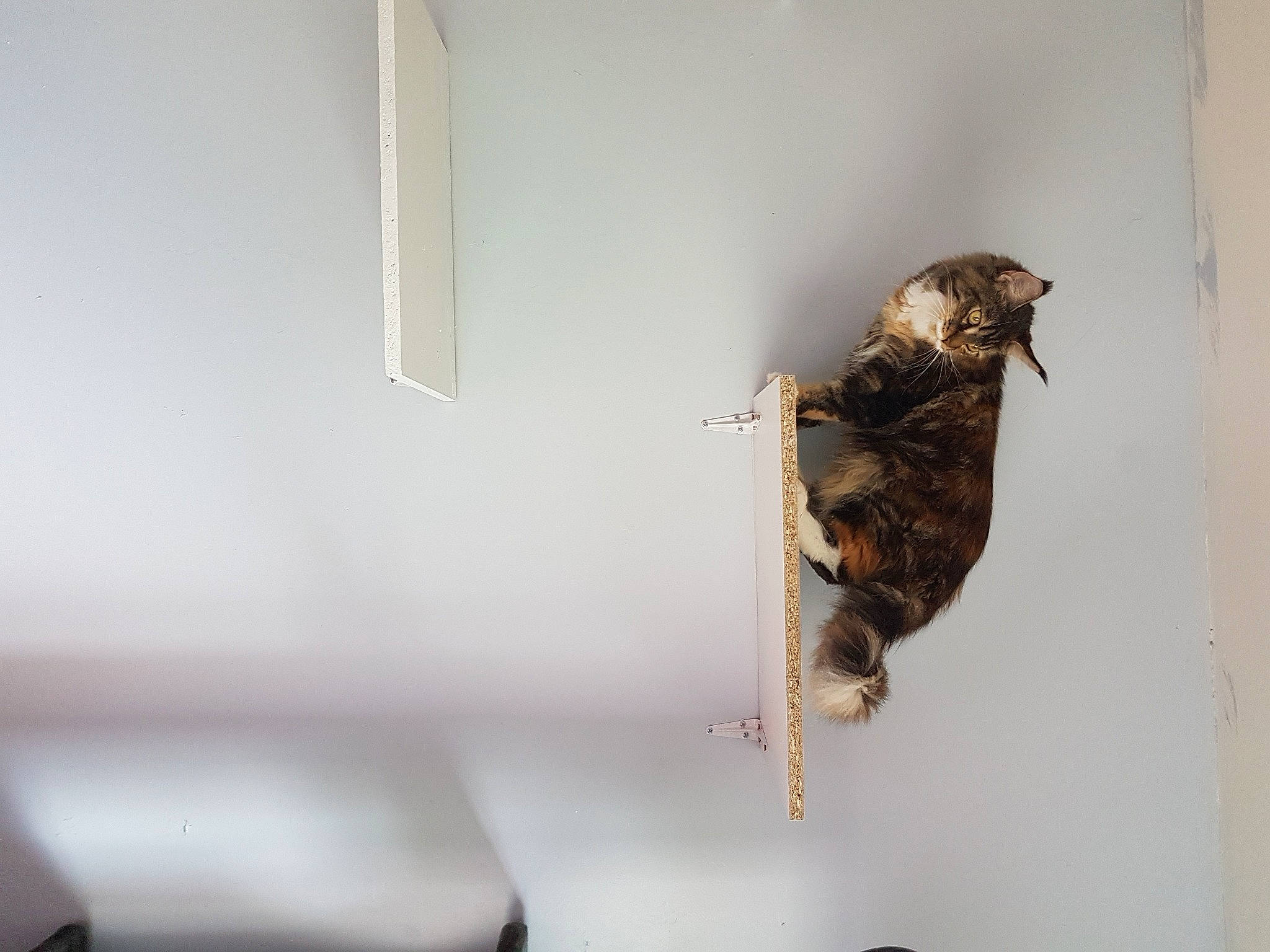 Cherazade a rejoint le concours — aidez-le/la à gagner de superbes lots ! bird, perching_bird