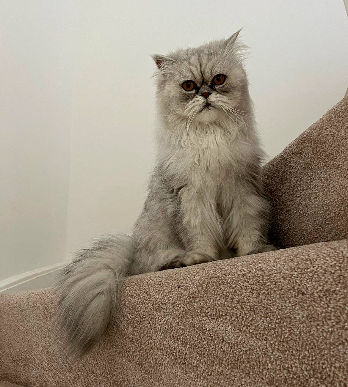 Baloo is registered to the contest to win money with this photo: british_longhair, carnivore, cat, claw, comfort, domestic_short_haired_cat, felidae, fur, grey, monochrome, monochrome_photography, paw, persian, sitting, small_to_medium_sized_cats, snout, tail, terrestrial_animal, whiskers