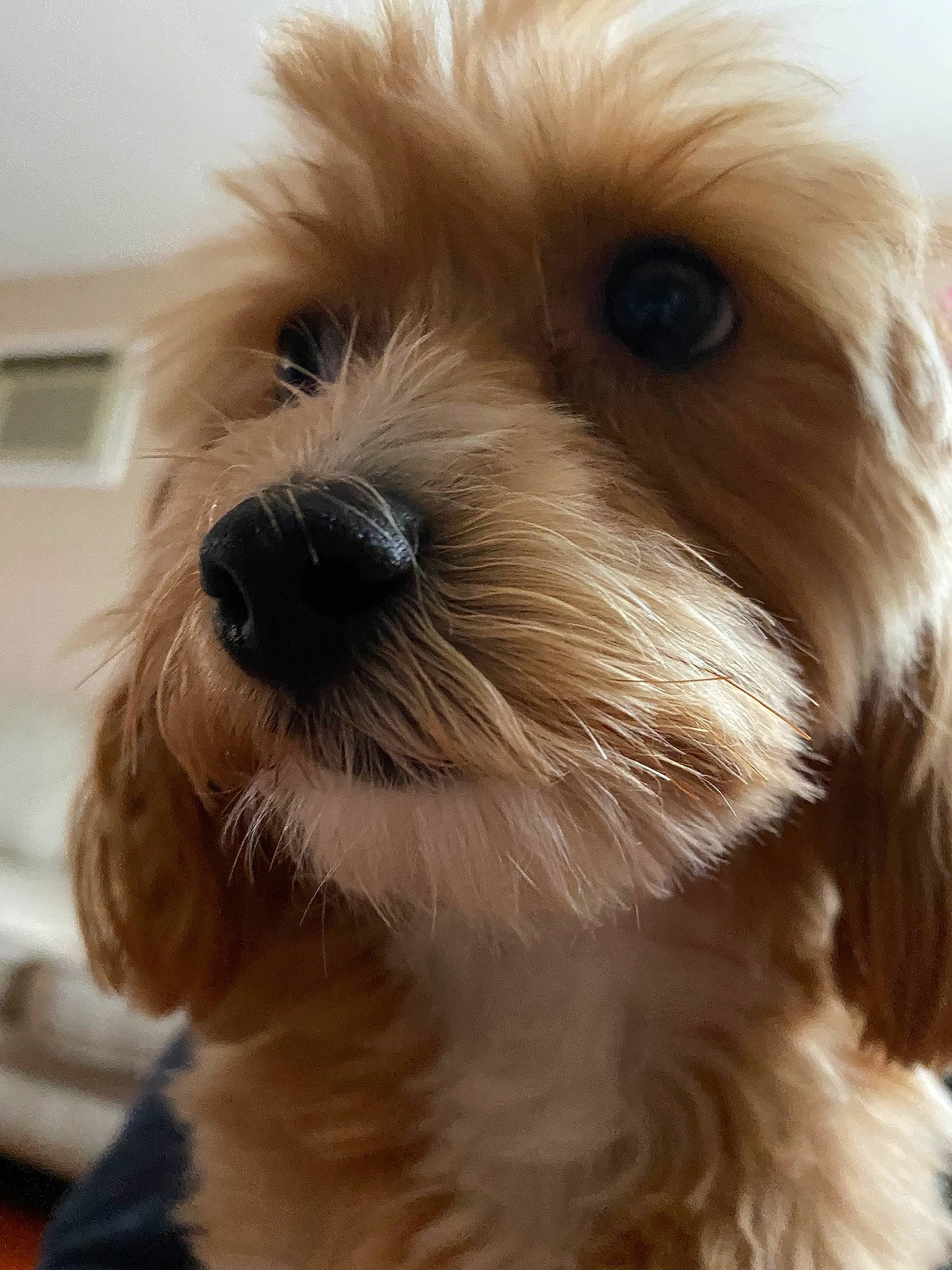 Lunetta joined the competition — help win amazing prizes! beige, brown, canidae, carnivore, companion_dog, dog, dog_breed, dog_supply, fawn, fur, maltepoo, mammal, pet_supply, puppy, small_terrier, snout, terrier, toy_dog, vertebrate, working_animal