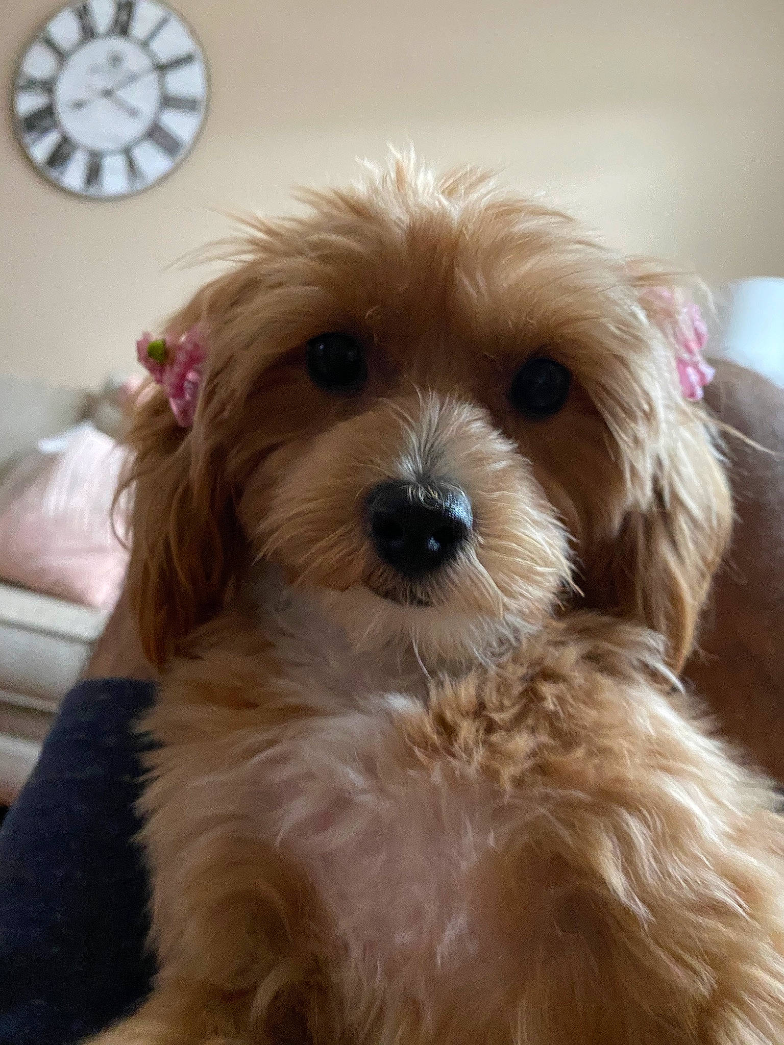 Lunetta joined the competition — help win amazing prizes! beige, brown, canidae, carnivore, companion_dog, couch, dog, dog_breed, fawn, fur, interior_design, liver, mammal, puppy, small_terrier, terrier, toy_dog, vertebrate, wall_clock, working_animal