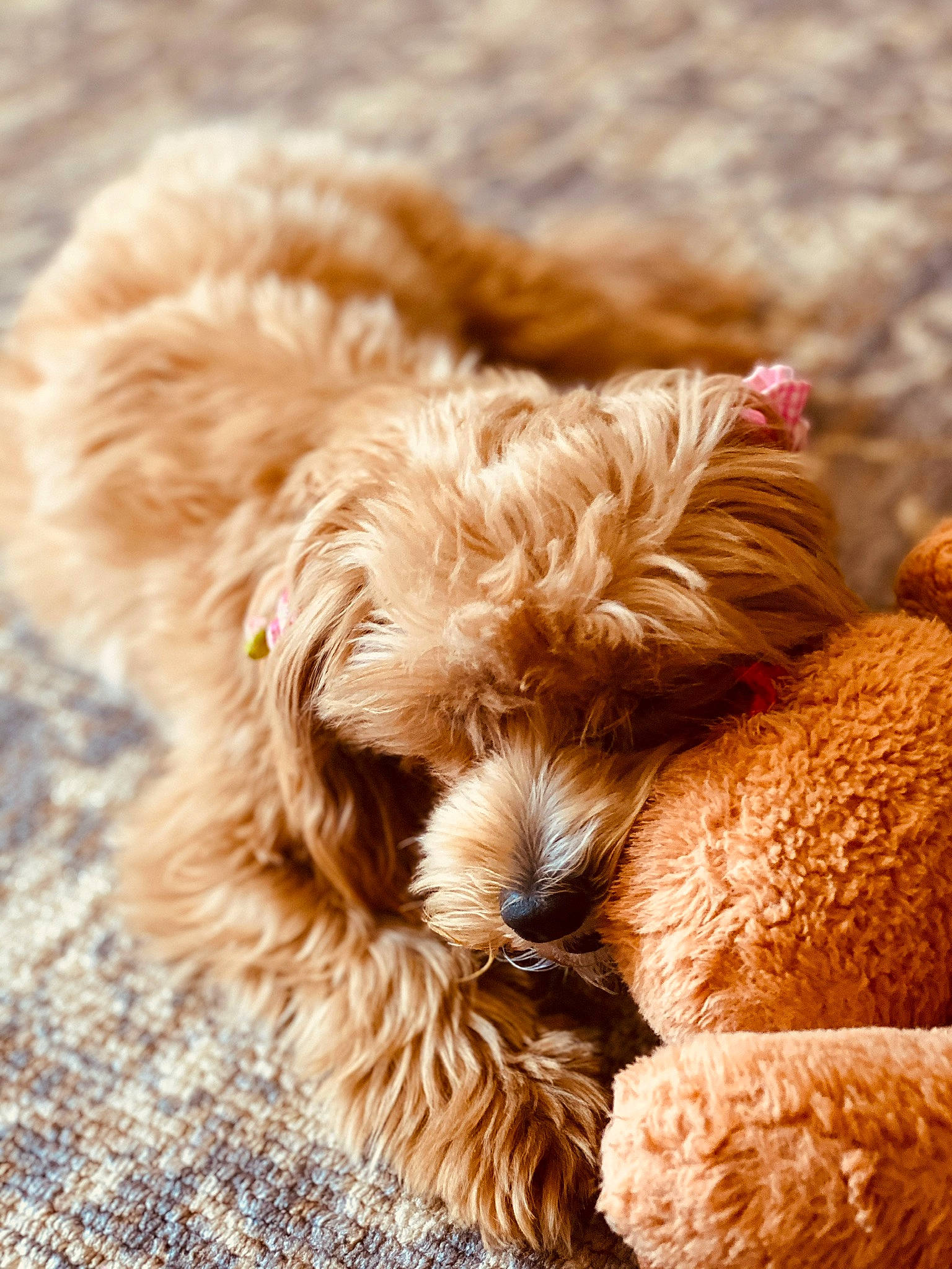 Lunetta joined the competition — help win amazing prizes! beige, brown, canidae, carnivore, close_up, companion_dog, dog, dog_breed, fawn, fur, liver, natural_material, peach, sporting_group, stuffed_toy, toy, water_dog