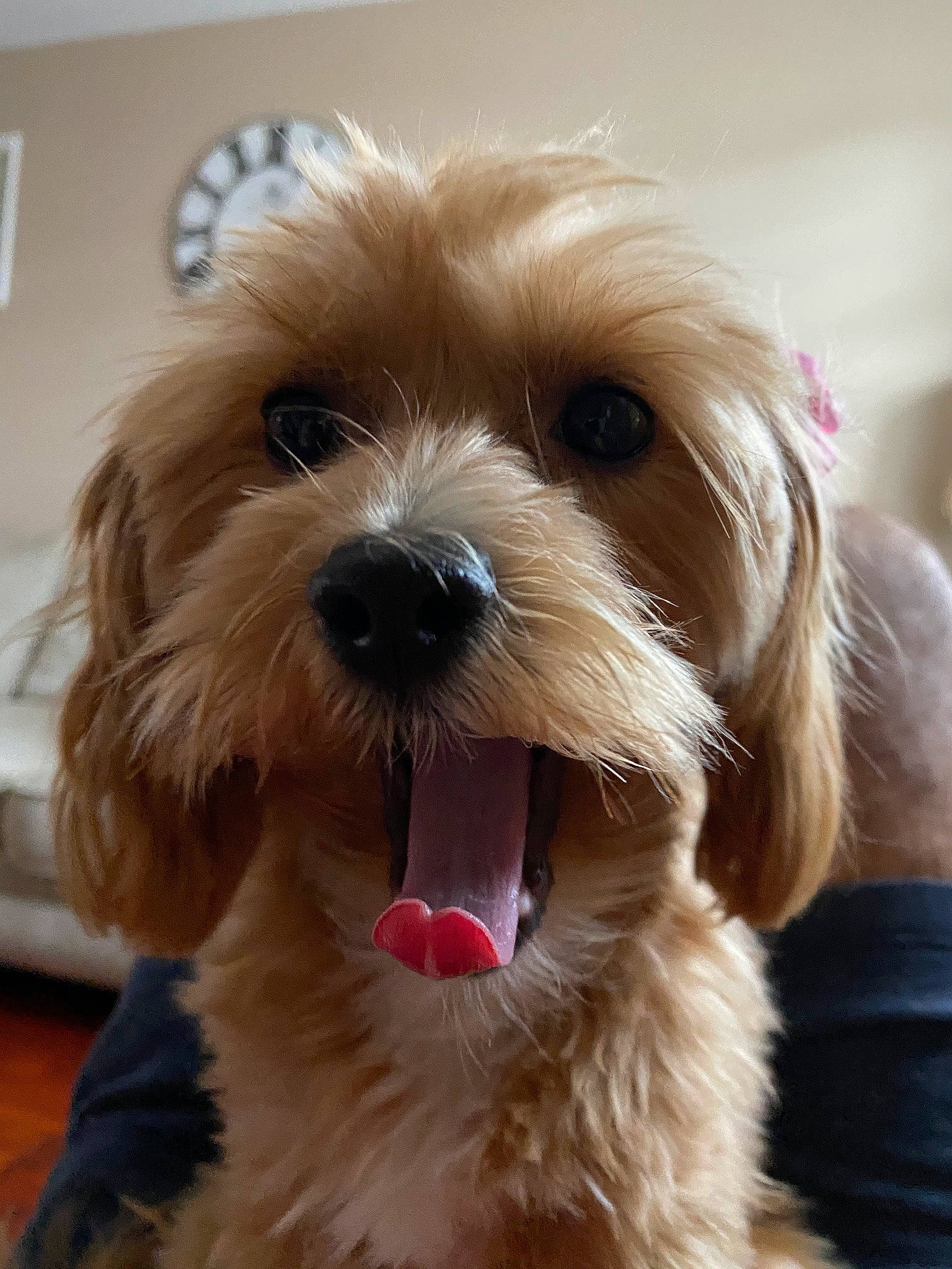 Lunetta is registered to the contest to win money with this photo: beige, brown, canidae, carnivore, companion_dog, dog, dog_breed, fawn, fur, liver, pet_supply, puppy, small_terrier, snout, tan, terrier, tongue, toy_dog, vertebrate, working_animal