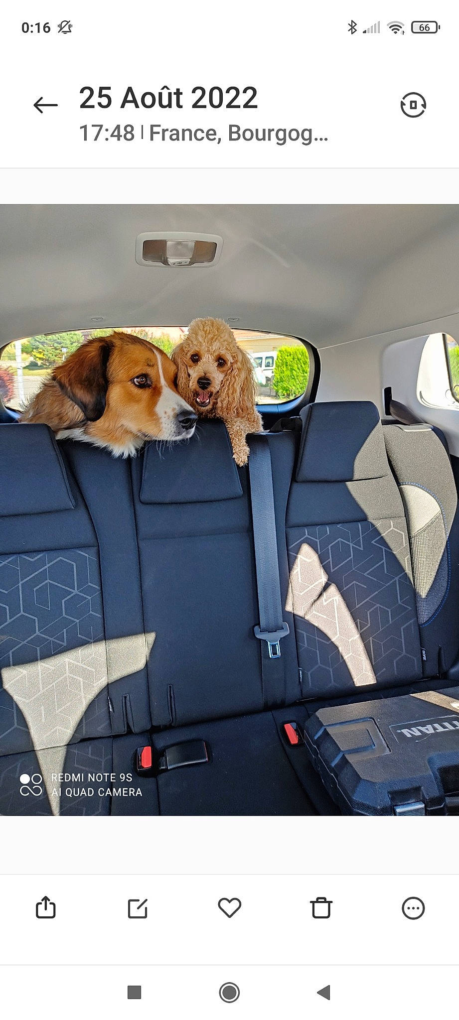 Shanelle a rejoint le concours — aidez-le/la à gagner de superbes lots ! auto_part, automotive_design, automotive_exterior, car_seat, car_seat_cover, carnivore, collar, companion_dog, dog, dog_breed, dog_supply, family_car, head_restraint, luxury_vehicle, mid_size_car, motor_vehicle, personal_luxury_car, seat_belt, vehicle, vehicle_door
