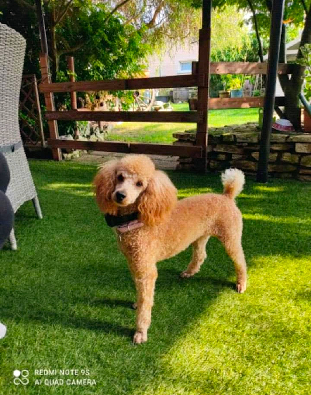 Shanelle participe au concours pour gagner de l'argent avec cette photo : ancient_dog_breeds, canidae, carnivore, chair, companion_dog, dog, dog_breed, fawn, fence, grass, gun_dog, liver, plant, sporting_group, tail, tree, working_animal, working_dog, yard