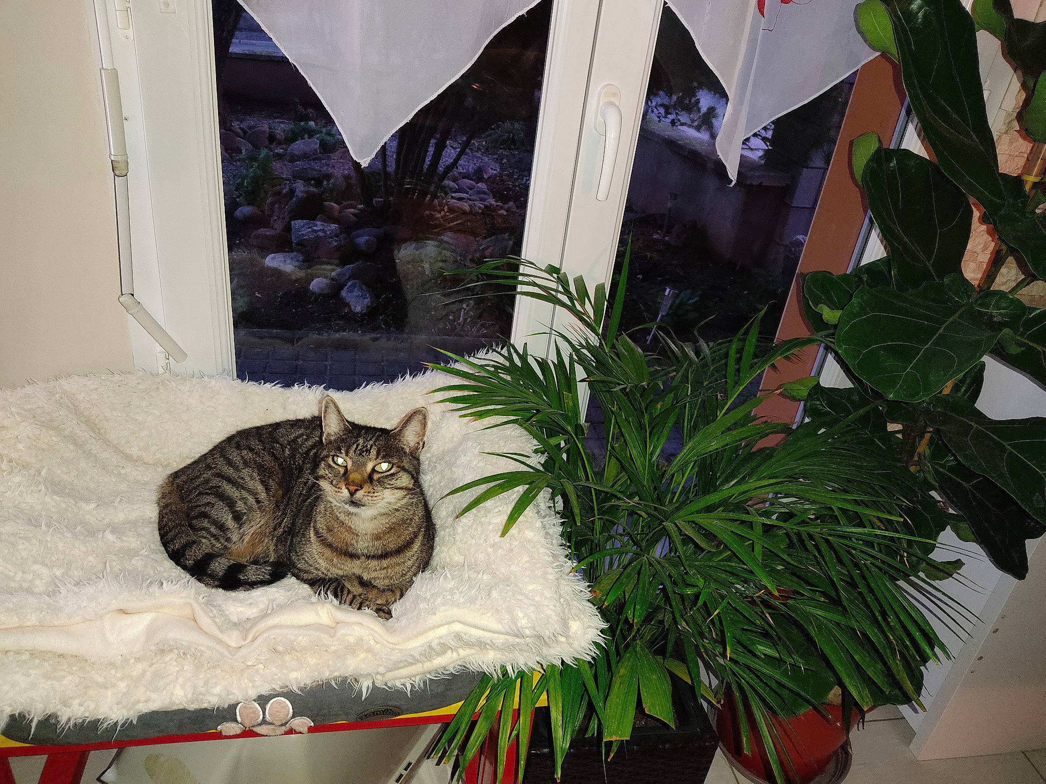 Zouzou a rejoint le concours — aidez-le/la à gagner de superbes lots ! carnivore, cat, comfort, domestic_short_haired_cat, felidae, flooring, flowerpot, fur, grass, herb, houseplant, interior_design, plant, room, small_to_medium_sized_cats, tail, terrestrial_plant, whiskers, window, wood