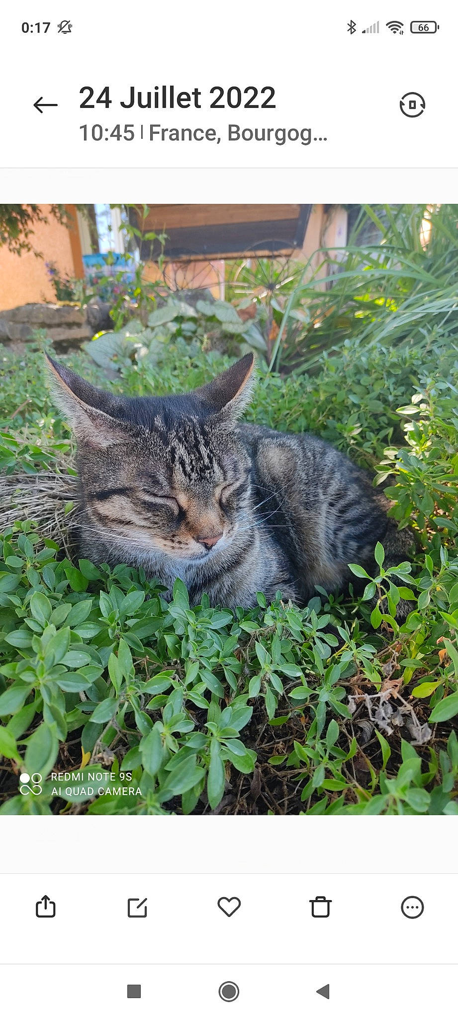 Zouzou participe au concours pour gagner de l'argent avec cette photo : botany, carnivore, cat, domestic_short_haired_cat, felidae, fur, garden, grass, groundcover, herb, leaf, plant, shrub, small_to_medium_sized_cats, tail, terrestrial_animal, tree, vegetation, whiskers, wildlife