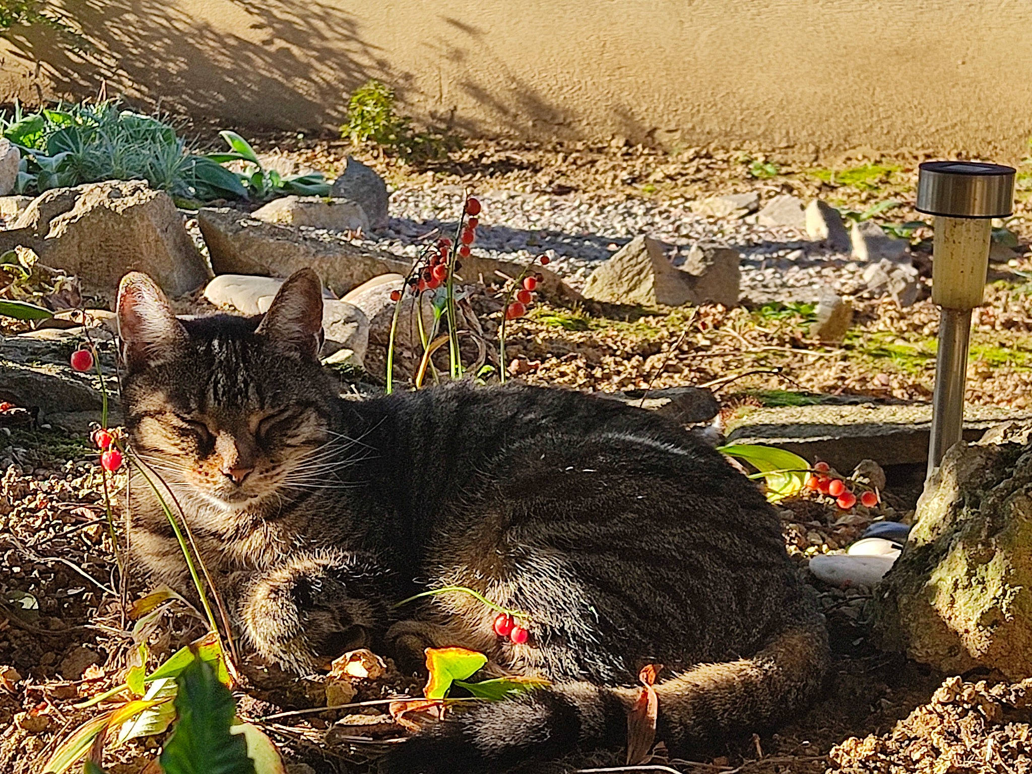 Zouzou participe au concours pour gagner de l'argent avec cette photo : art, carnivore, cat, domestic_short_haired_cat, felidae, fur, grass, landscape, plant, rock, shadow, sitting, small_to_medium_sized_cats, snout, soil, tail, terrestrial_animal, whiskers