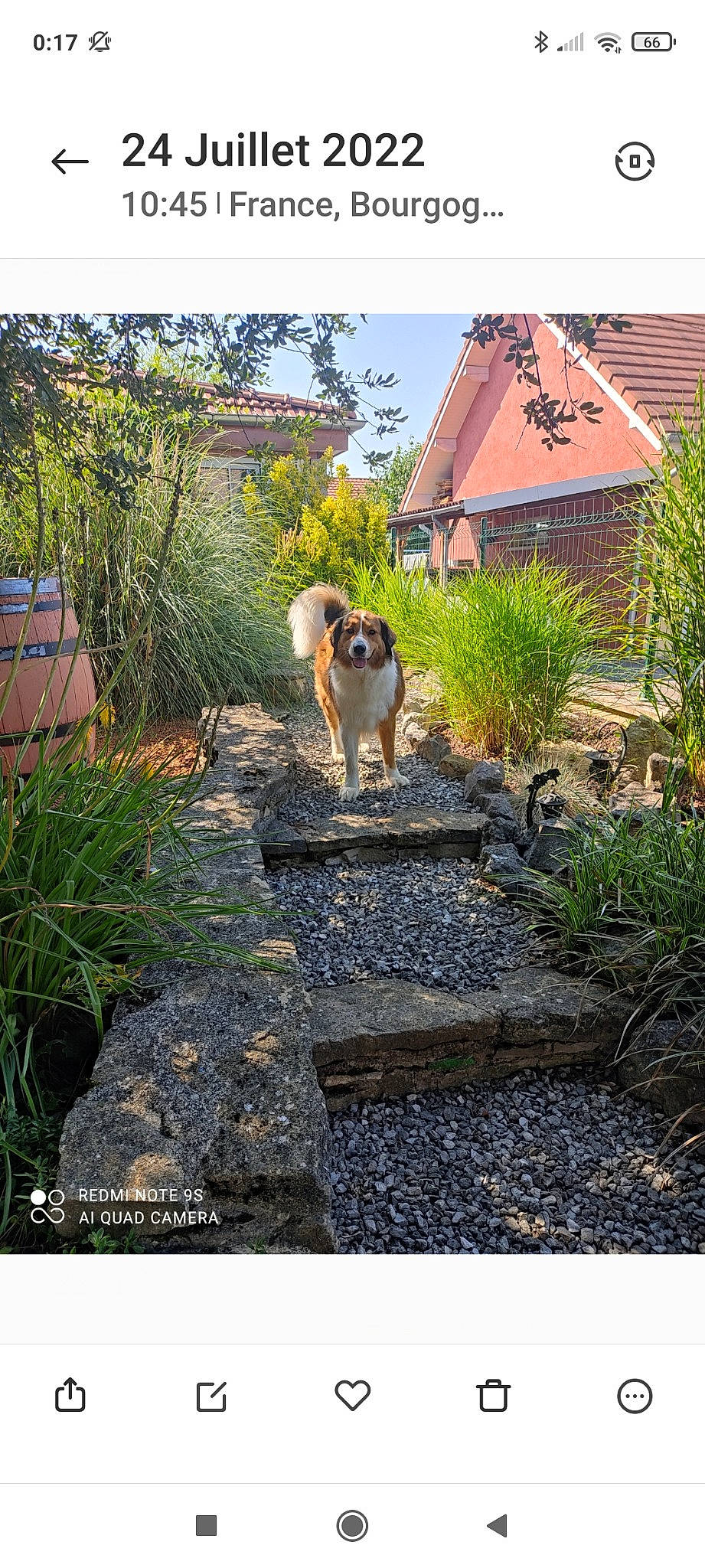 Olya a rejoint le concours — aidez-le/la à gagner de superbes lots ! bedrock, building, carnivore, companion_dog, dog, dog_breed, fawn, grass, house, landscape, leisure, plant, road, road_surface, shrub, sky, sporting_group, stairs, tree, window