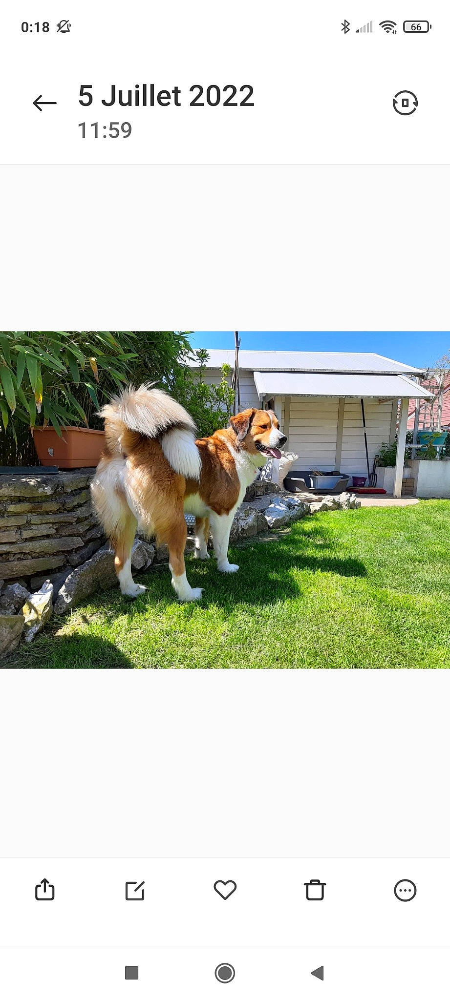 Olya participe au concours pour gagner de l'argent avec cette photo : building, canidae, carnivore, chair, companion_dog, dog, dog_breed, fawn, fur, grass, herding_dog, leisure, paw, plant, sporting_group, tail, toy, vehicle, window, working_dog