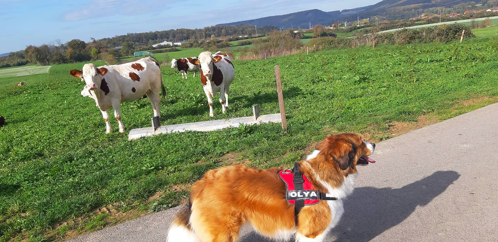 Olya participe au concours pour gagner de l'argent avec cette photo : carnivore, collar, companion_dog, dairy_cow, dog, dog_collar, fawn, grass, grassland, landscape, leash, mammal, natural_landscape, pet_supply, plant, sky, snout, terrestrial_animal, vertebrate, working_animal