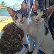 Noel And Leia joined the competition — help win amazing prizes! abyssinian, angora, animal, architecture, building, cat, egyptiancat, face, head, kitten, manx, outdoors, person, pet, photography, plant, portrait, pottedplant, shelter, siamese