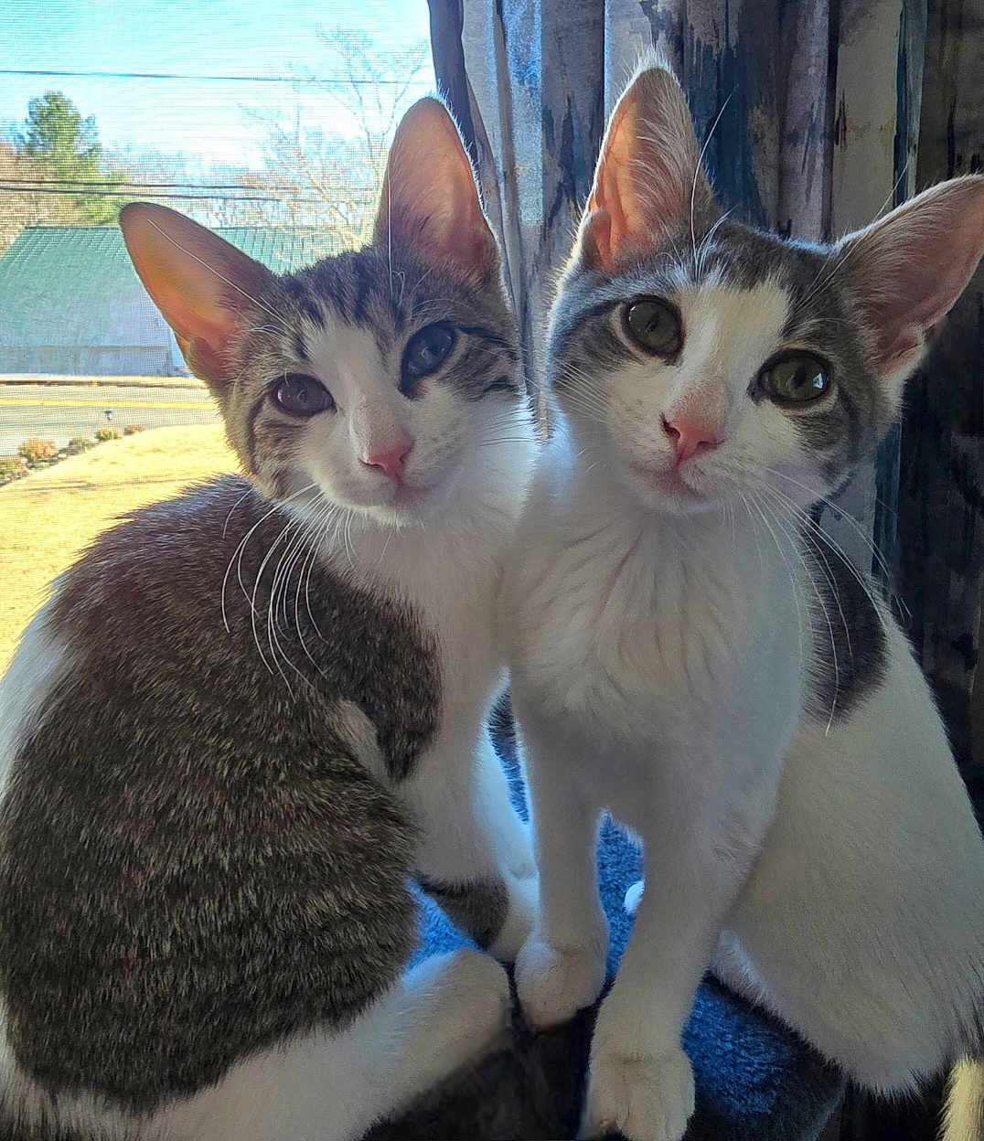 Noel And Leia