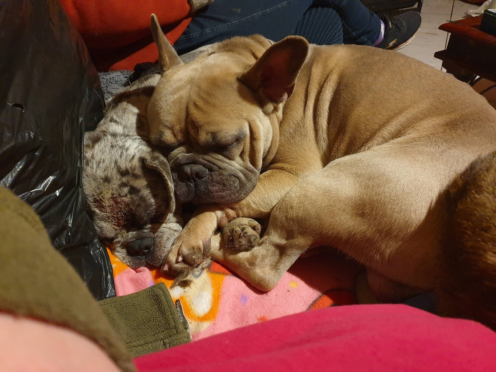 Bruno participe au concours pour gagner de l'argent avec cette photo : british_bulldogs, bulldog, canidae, carnivore, companion_dog, dog, dog_breed, fawn, french_bulldog, mammal, nap, non_sporting_group, old_english_bulldog, olde_english_bulldogge, puppy, puppy_love, skin, snout, toy_bulldog, wrinkle