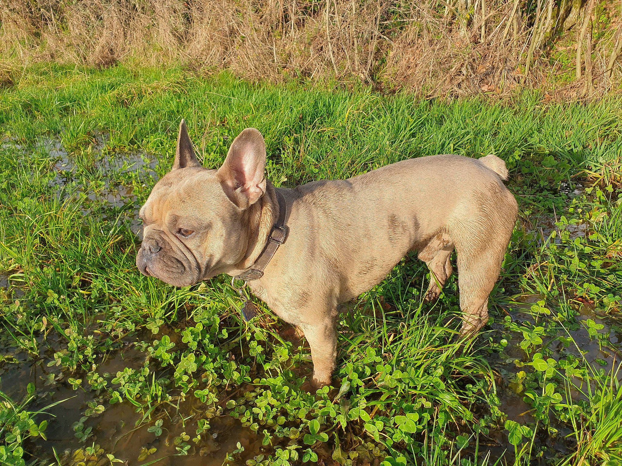 Bruno participe au concours pour gagner de l'argent avec cette photo : canidae, carnivore, companion_dog, dog, dog_breed, fawn, french_bulldog, grass, mammal, non_sporting_group, plant, snout, toy_bulldog, vertebrate, wildlife