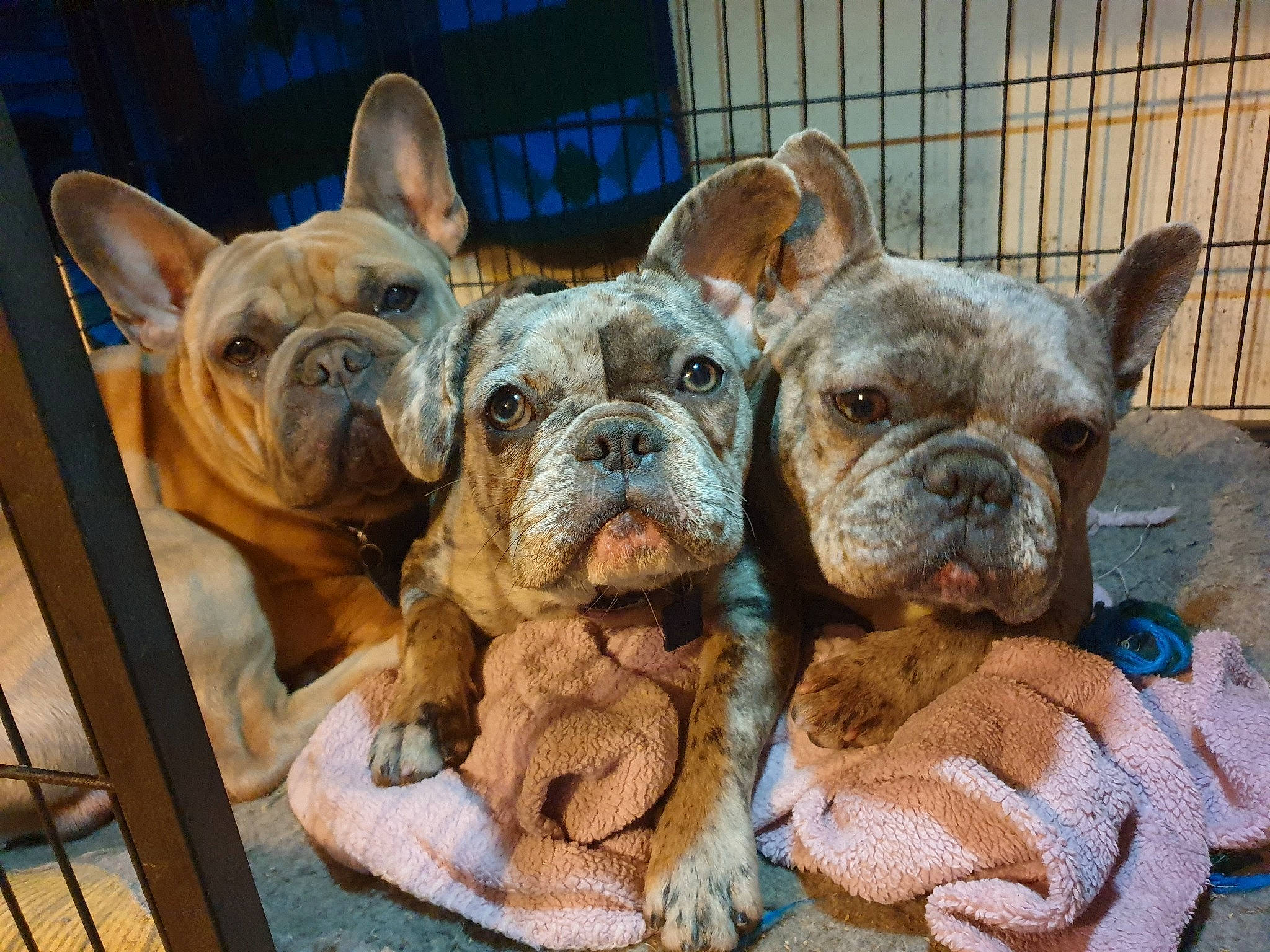 Bruno participe au concours pour gagner de l'argent avec cette photo : australian_bulldog, british_bulldogs, bulldog, canidae, carnivore, companion_dog, dog, dog_breed, fawn, french_bulldog, mammal, molosser, non_sporting_group, old_english_bulldog, olde_english_bulldogge, puppy, skin, snout, toy_bulldog, vertebrate