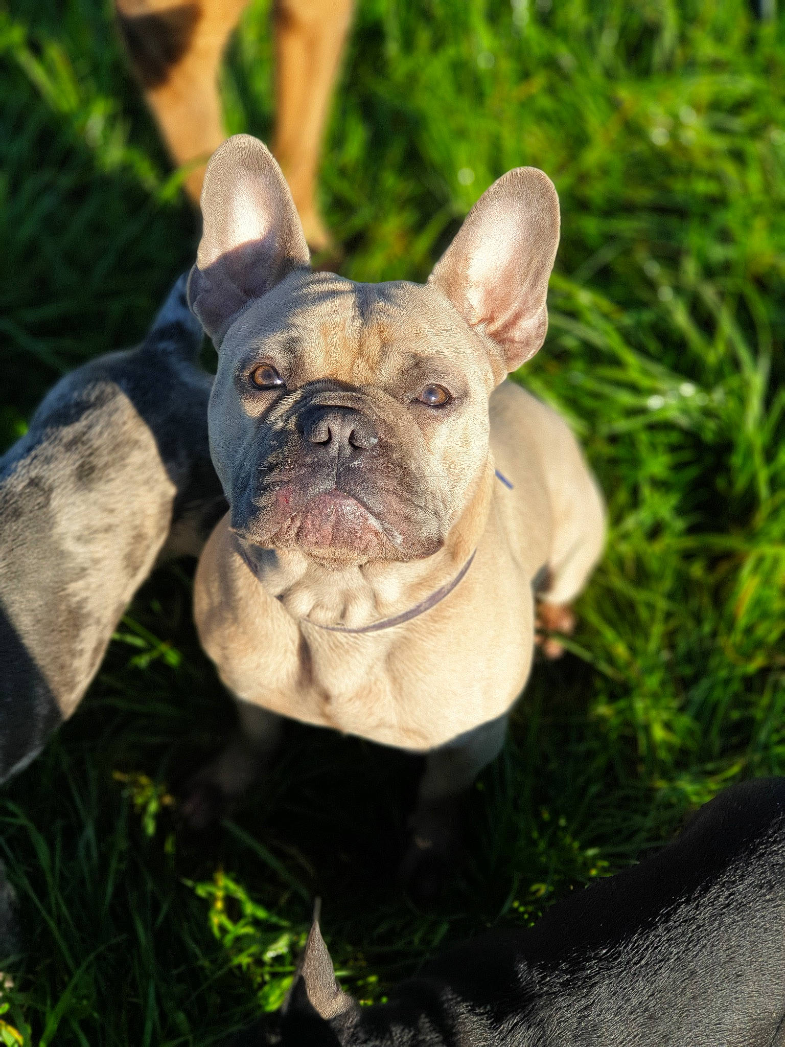 Bruno a rejoint le concours — aidez-le/la à gagner de superbes lots ! bulldog, canidae, carnivore, companion_dog, dog, dog_breed, fawn, french_bulldog, grass, mammal, molosser, non_sporting_group, olde_english_bulldogge, plant, puppy, rare_breed_dog, snout, toy_bulldog, vertebrate