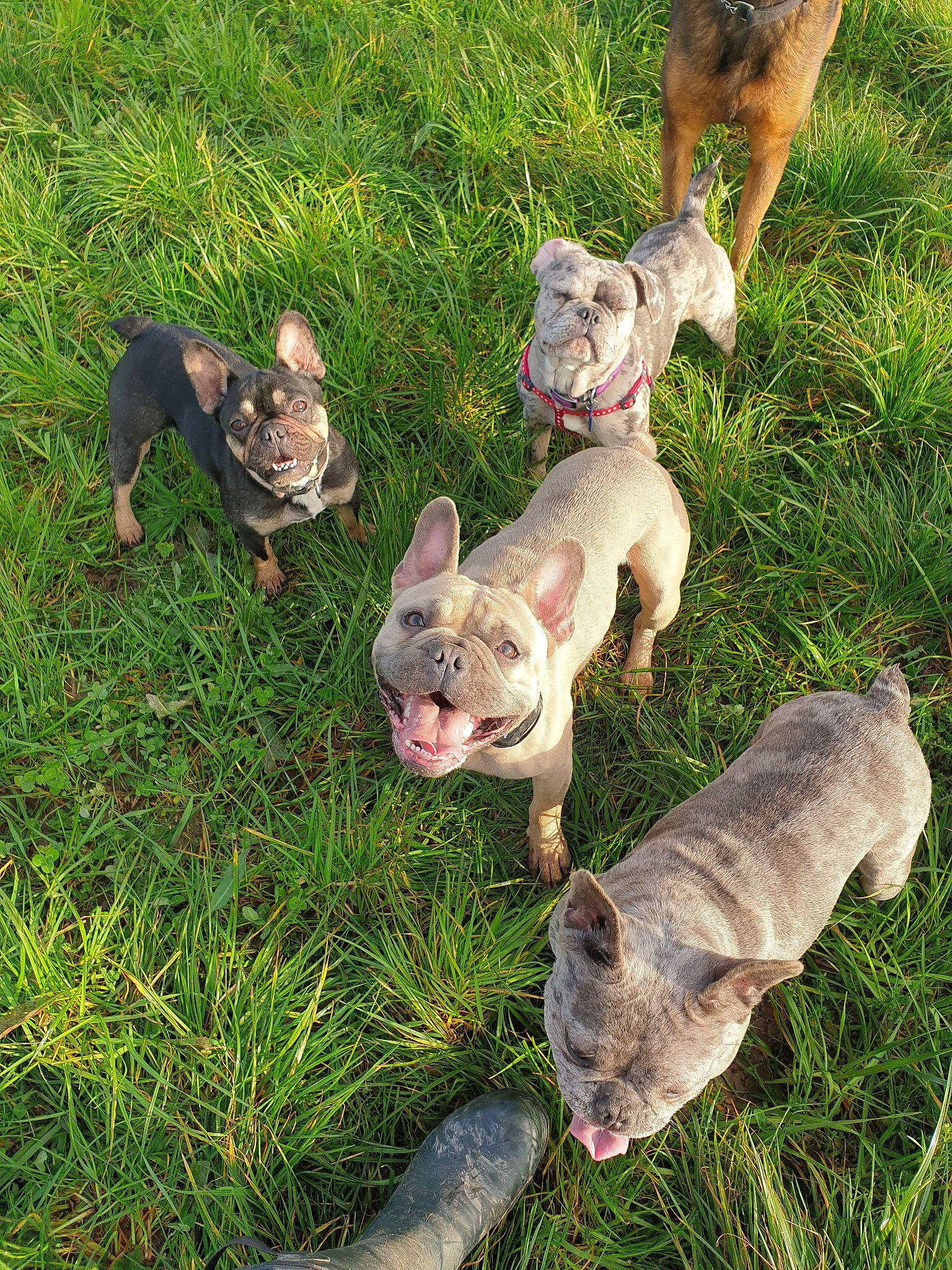 Bruno participe au concours pour gagner de l'argent avec cette photo : american_bulldog, canidae, carnivore, dog, dog_breed, fawn, french_bulldog, grass, mammal, non_sporting_group, puppy, toy_bulldog, vertebrate