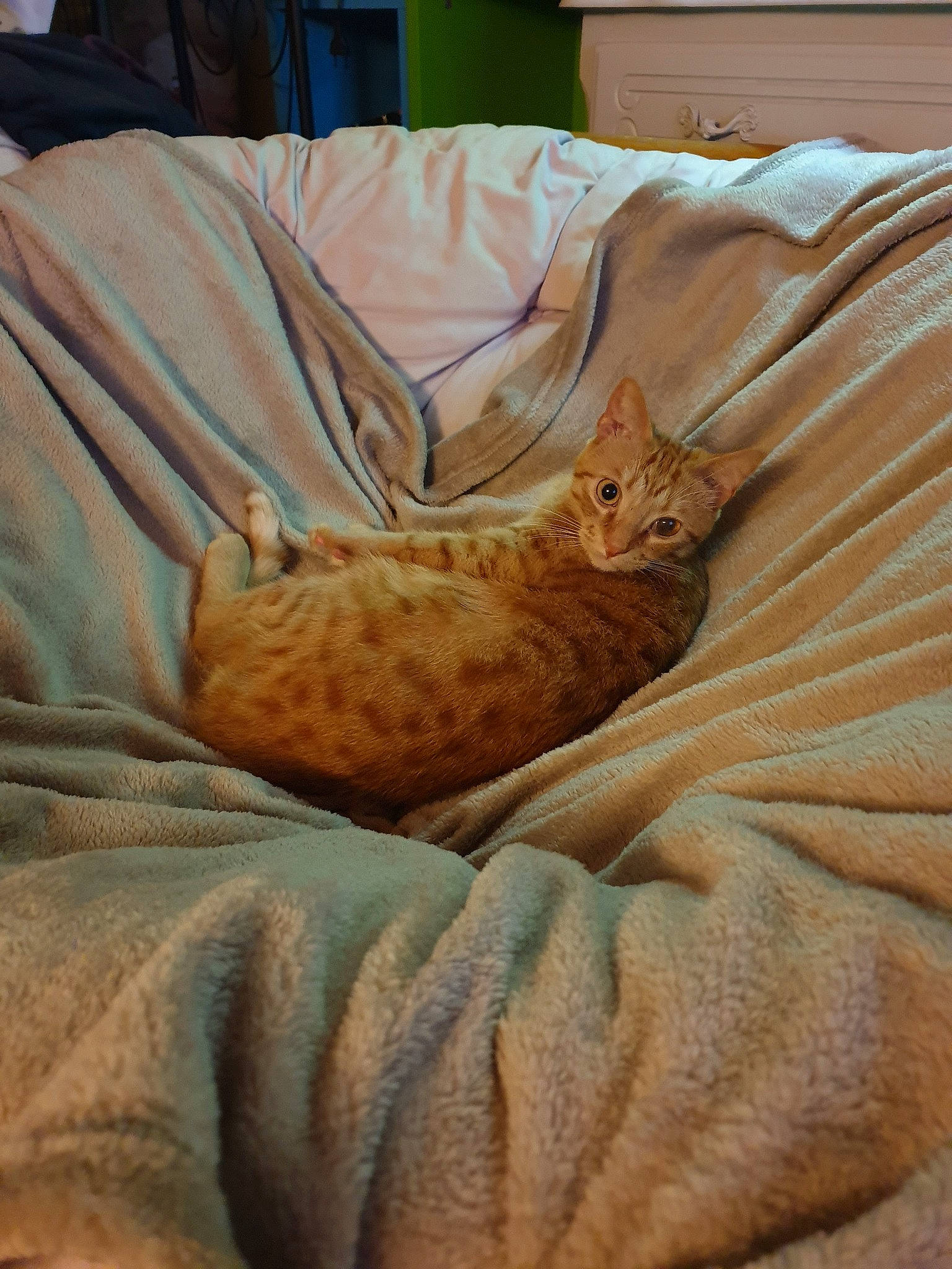 Pikachu a rejoint le concours — aidez-le/la à gagner de superbes lots ! carnivore, cat, european_shorthair, fawn, felidae, nap, ocicat, room, small_to_medium_sized_cats, tabby_cat, whiskers