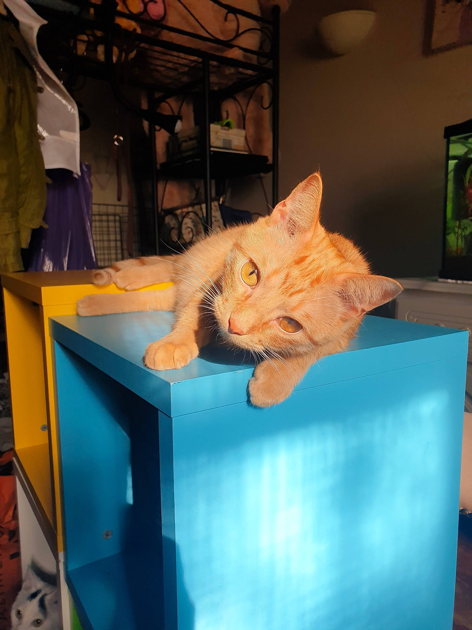 Pikachu participe au concours pour gagner de l'argent avec cette photo : asian, carnivore, cat, domestic_short_haired_cat, european_shorthair, fawn, felidae, kitten, organism, small_to_medium_sized_cats, whiskers