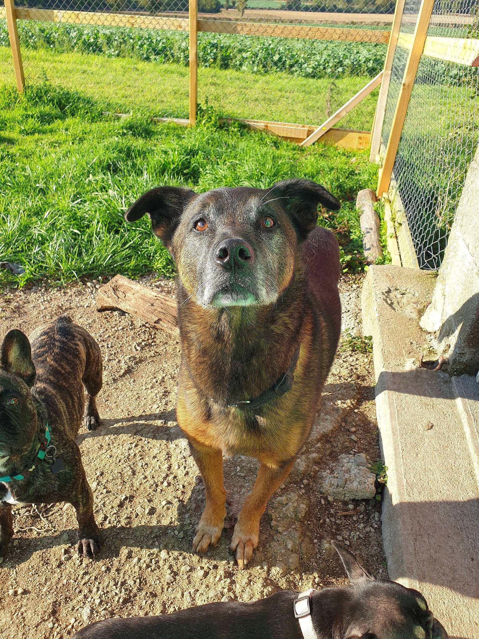 Alfie participe au concours pour gagner de l'argent avec cette photo : canidae, carnivore, dog, dog_breed, plant, soil, sporting_group