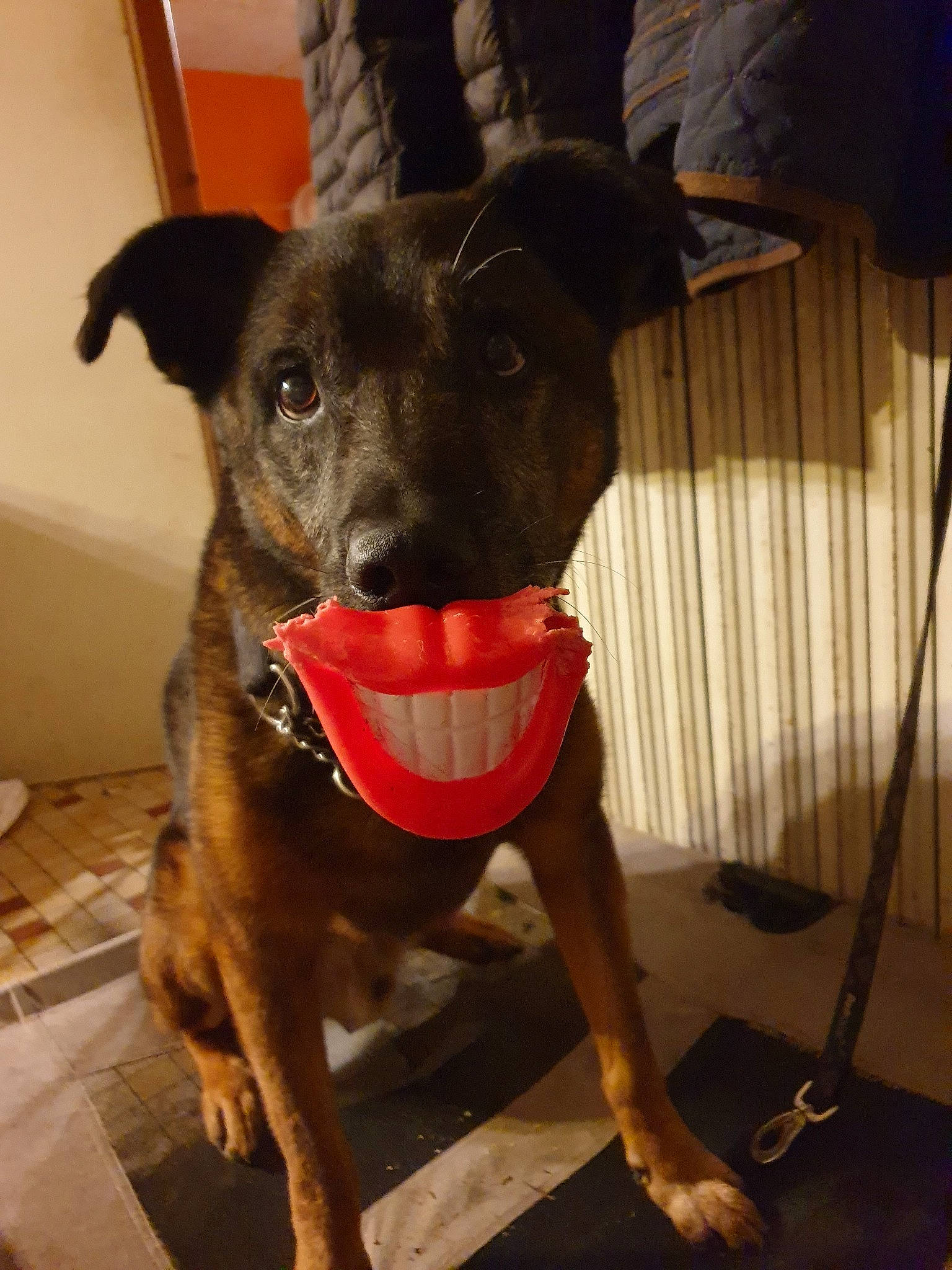 Alfie a rejoint le concours — aidez-le/la à gagner de superbes lots ! canidae, carnivore, dog, dog_breed, dog_collar, feist, formosan_mountain_dog, mammal, potcake_dog, rare_breed_dog, snout, sporting_group, vertebrate