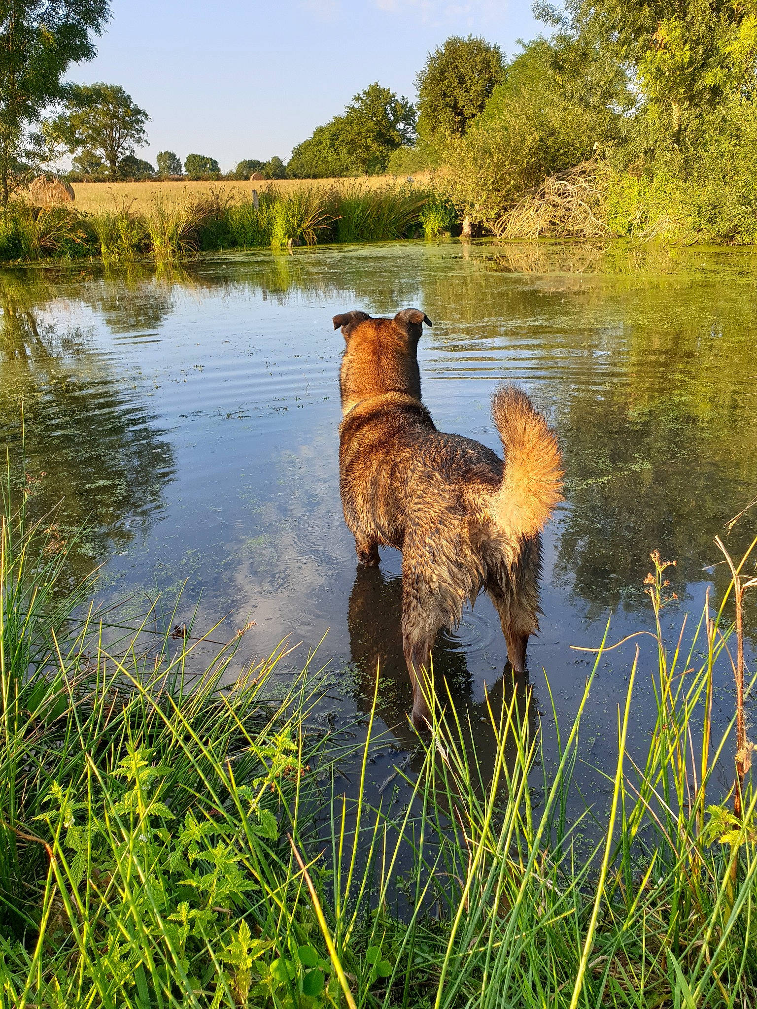Alfie a rejoint le concours — aidez-le/la à gagner de superbes lots ! airedale_terrier, bank, canidae, carnivore, dog, dog_breed, glen_of_imaal_terrier, grass, irish_terrier, lakeland_terrier, plant, pond, reflection, river, sporting_group, terrier, vertebrate, watercourse, wildlife