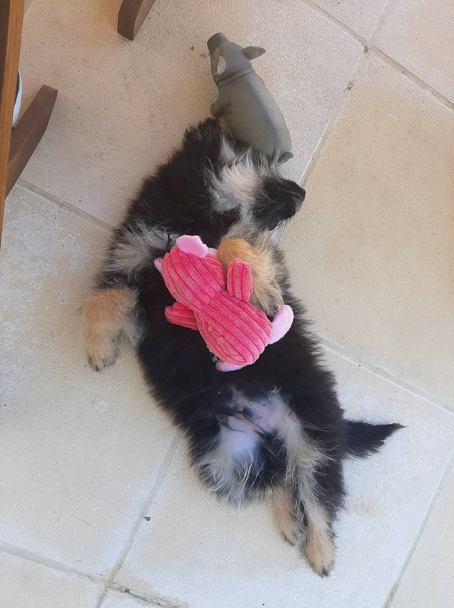 Pyrrhus a rejoint le concours — aidez-le/la à gagner de superbes lots ! canidae, carnivore, dog, dog_breed, mammal, puppy, tail