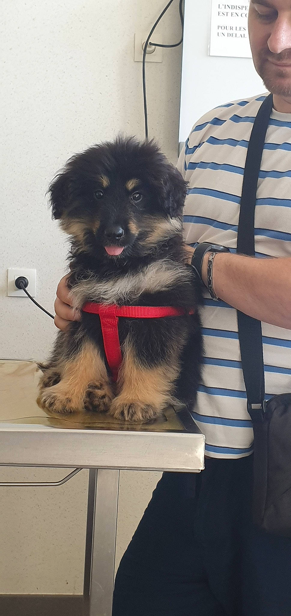 Pyrrhus participe au concours pour gagner de l'argent avec cette photo : canidae, carnivore, companion_dog, dog, dog_breed, mammal, puppy, rare_breed_dog, sporting_group, vertebrate