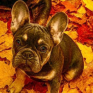 Mia is registered to the contest to win money with this photo: dog, french_bulldog, puppy, animal, pet, ears, eyes, face, fall, autumn, leaves, orange, yellow, brown, outdoor, nature, cute, curious, sitting, closeup