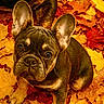 dog, french_bulldog, puppy, animal, pet, ears, eyes, face, fall, autumn, leaves, orange, yellow, brown, outdoor, nature, cute, curious, sitting, closeup