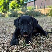 April participe au concours pour gagner de l'argent avec cette photo : puppy, dog, black_dog, grass, outdoor, animal, pet, cute, young, lying_down, nature, close_up, canine, playful, eyes, nose, ears, mouth, daylight, background_blur