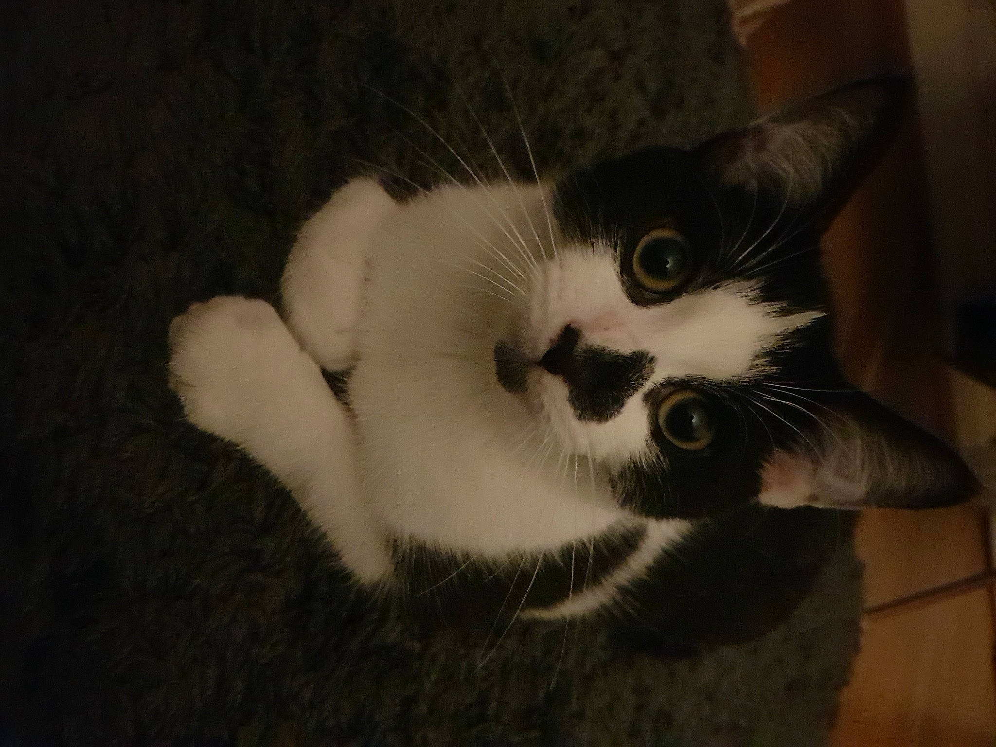 Sock is registered to the contest to win money with this photo: carnivore, cat, claw, comfort, domestic_short_haired_cat, ear, eye, felidae, foot, fur, hair, head, human_body, monochrome_photography, paw, small_to_medium_sized_cats, snout, tail, whiskers, window