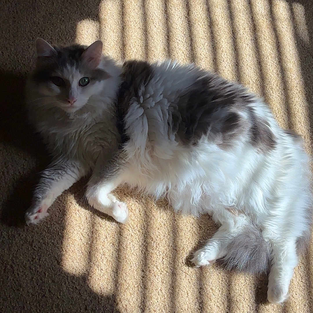 Mishra The Great joined the competition — help win amazing prizes! animal, carpet, cat, cozy, domestic, feline, fluffy, gray_fur, indoor, laying_down, peaceful, pet, quiet, relaxed, resting, shadow, soft, striped_shadow, sunlight, white_fur