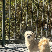 Osito Wilson joined the competition — help win amazing prizes! dog, small_dog, fluffy, pet, outdoor, sunlight, shadow, railing, greenery, curious, standing, fur, tail, daylight, nature, concrete_floor, backyard, animal, companion, cute