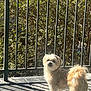 dog, small_dog, fluffy, pet, outdoor, sunlight, shadow, railing, greenery, curious, standing, fur, tail, daylight, nature, concrete_floor, backyard, animal, companion, cute