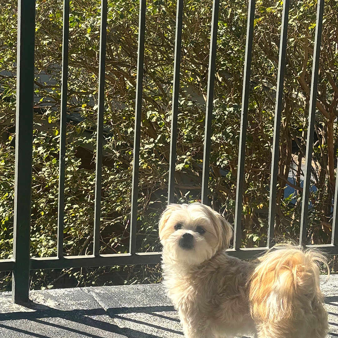 Osito Wilson joined the competition — help win amazing prizes! animal, backyard, companion, concrete_floor, curious, cute, daylight, dog, fluffy, fur, greenery, nature, outdoor, pet, railing, shadow, small_dog, standing, sunlight, tail