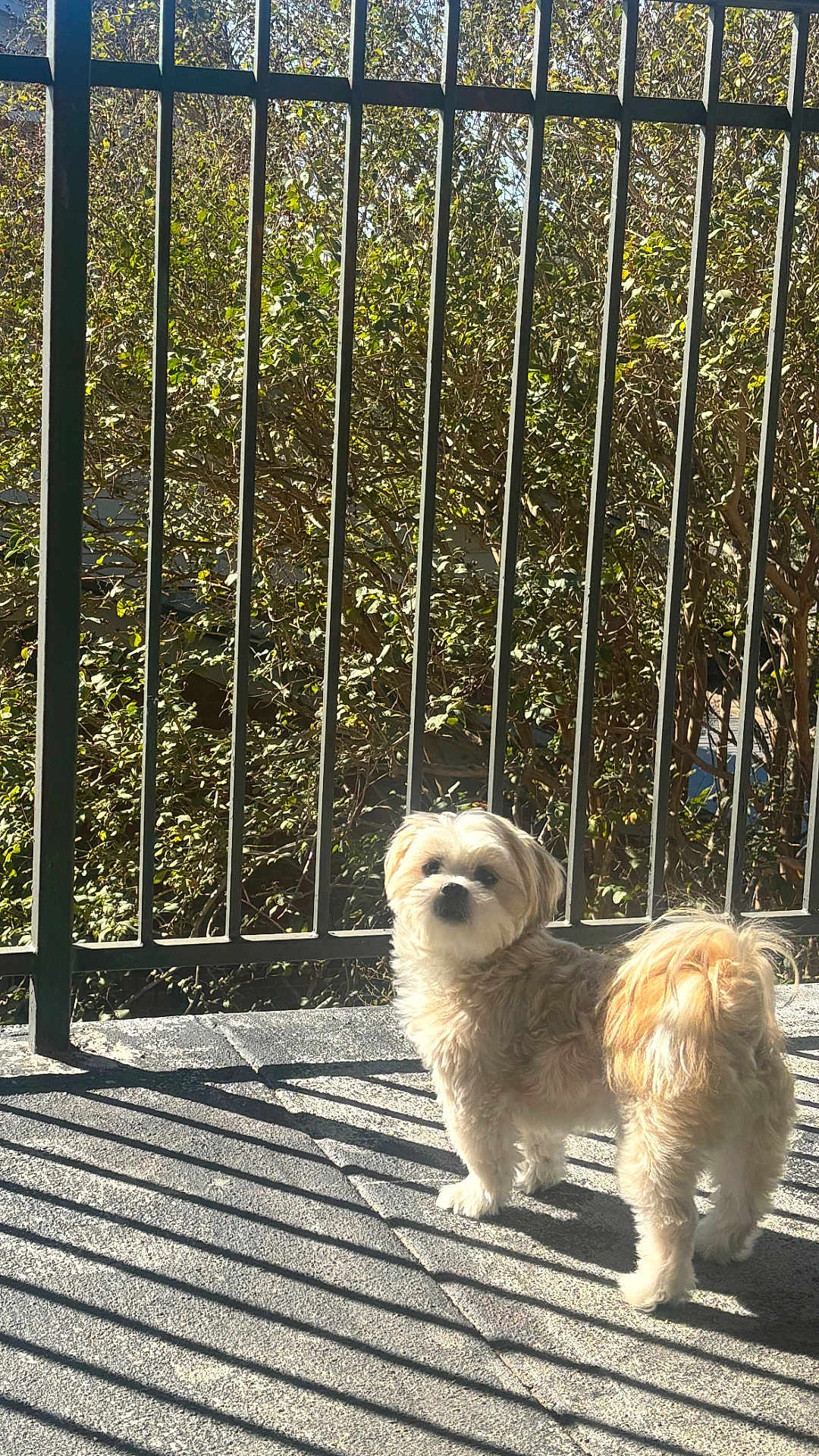 Osito Wilson joined the competition — help win amazing prizes! dog, small_dog, fluffy, pet, outdoor, sunlight, shadow, railing, greenery, curious, standing, fur, tail, daylight, nature, concrete_floor, backyard, animal, companion, cute