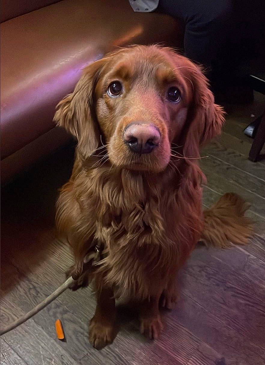 Dwight joined the competition — help win amazing prizes! canidae, carnivore, companion_dog, dog, dog_breed, fawn, flooring, fur, gun_dog, hardwood, hunting_dog, liver, snout, sporting_group, terrestrial_animal, whiskers, wood, working_animal