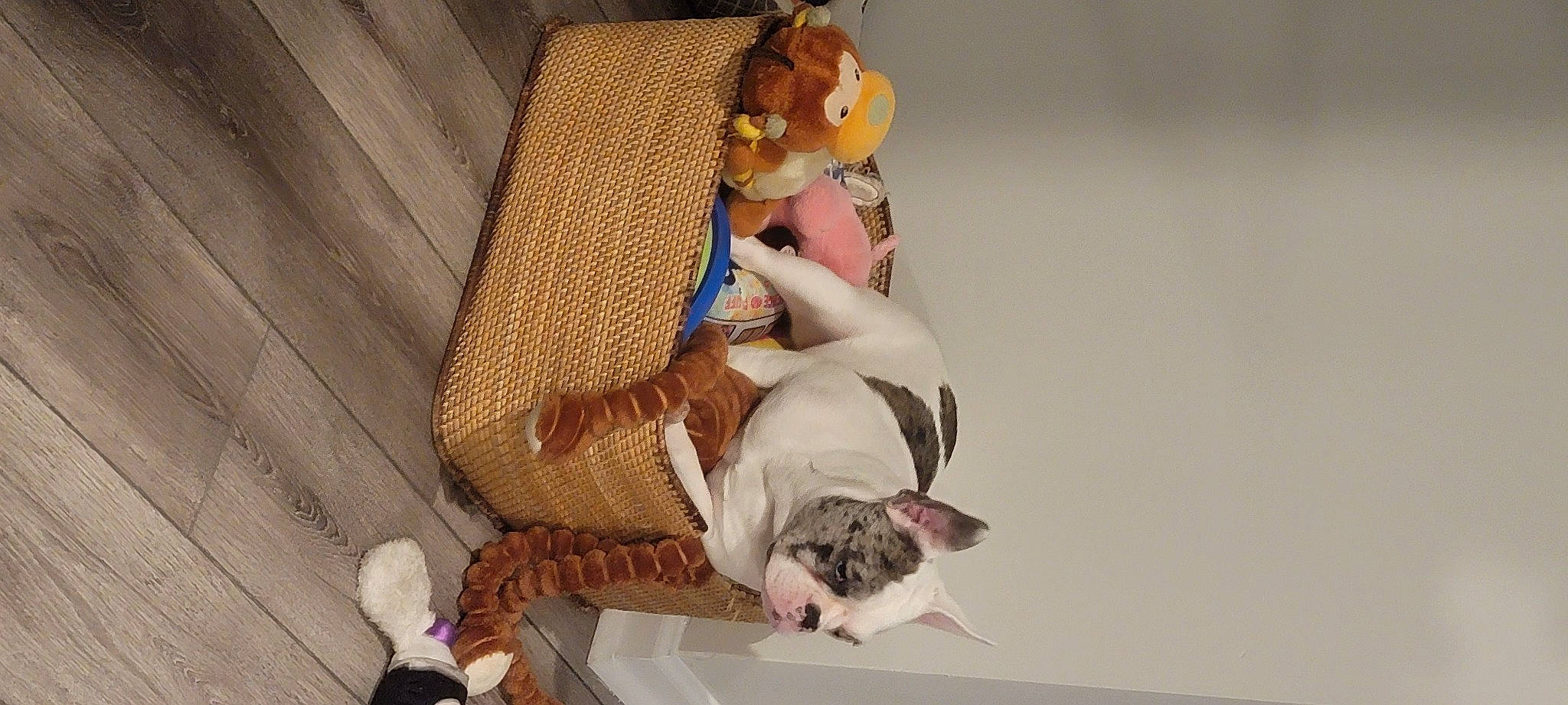 Pixie May joined the competition — help win amazing prizes! comfort, companion_dog, eyewear, fashion_design, fawn, flooring, fun, fur, hardwood, human_body, human_leg, knee, lap, mammal, sitting, sunglasses, thigh, toy, vertebrate, wood