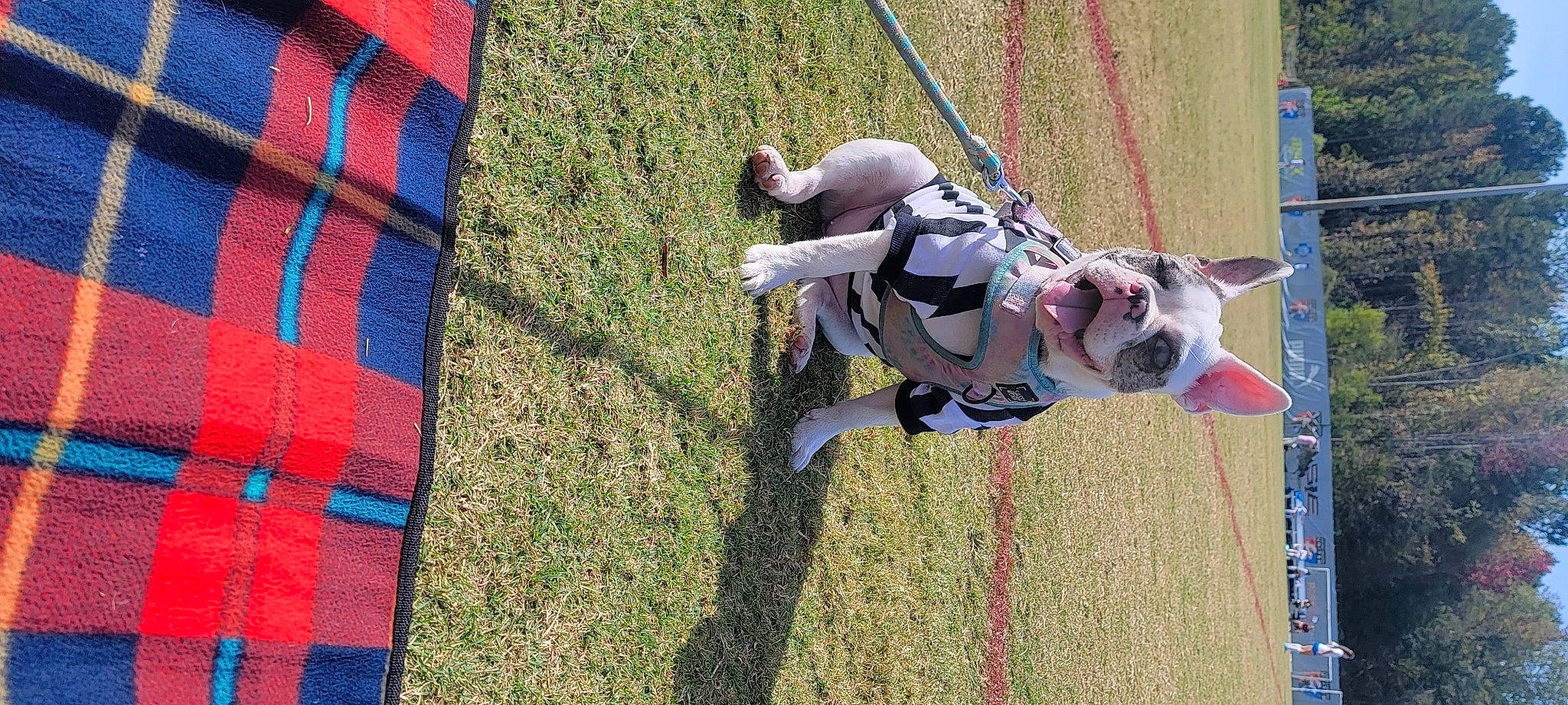 Pixie May joined the competition — help win amazing prizes! canidae, carnivore, collar, companion_dog, dog, dog_breed, electric_blue, fun, grass, leash, leisure, pattern, plaid, playground, recreation, rope, sporting_group, sports, swing, tartan